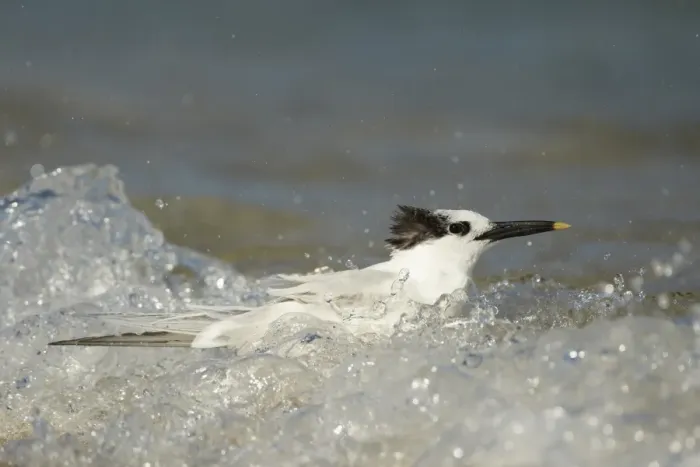 Framed Print : Sandwich Tern (Sterna sandvicensis) adult, winter plumage, bathing in sea on beach, Fort Lauderdale, Florida, U. S. A Framed Print : Sandwich Tern (Sterna sandvicensis) adult, winter plumage, bathing in sea on beach, Fort Lauderdale, Florida, U. S. A