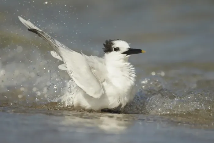 Framed Print : Sandwich Tern (Sterna sandvicensis) adult, winter plumage, bathing in sea on beach, Fort Lauderdale, Florida, U. S. A