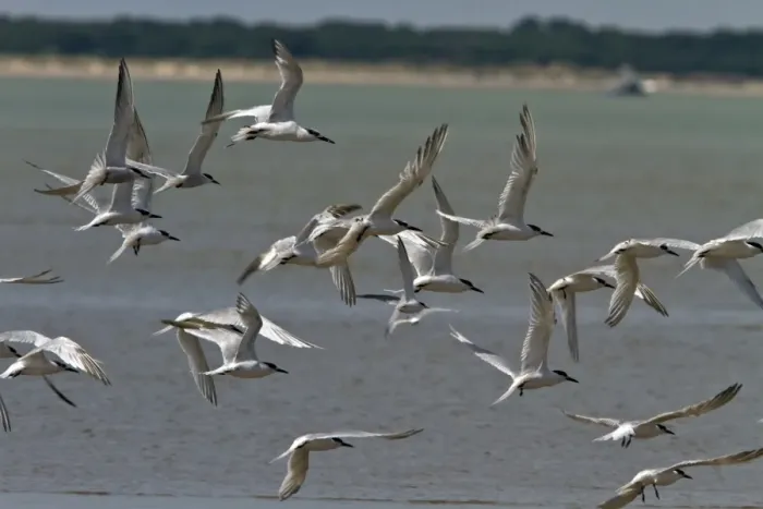 Framed Print : Sandwich Terns with one little tern Framed Print : Sandwich Terns with one little tern
