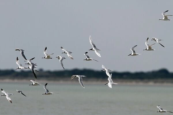 Sandwich Terns with one Little Terns