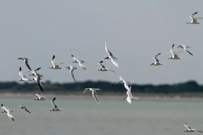 Framed Print : Sandwich Terns with one Little Terns Framed Print : Sandwich Terns with one Little Terns