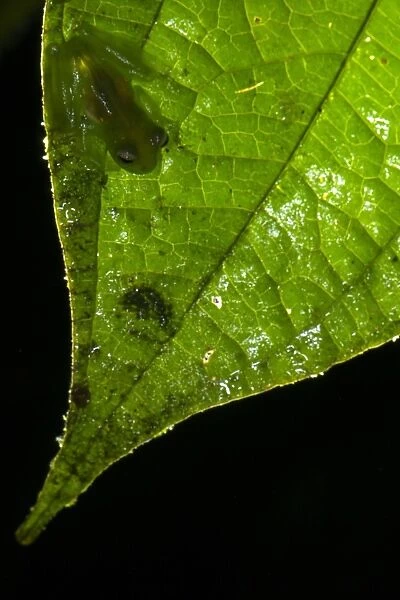 Santa Cecilia Cochran Frog (Cochranella midas) adult male, clinging to leaf after heavy drought