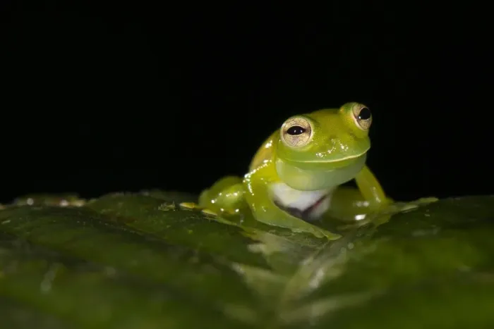 Framed Print : Santa Cecilia Cochran Frog (Cochranella midas) adult male, calling with vocal sac inflated, sitting on leaf, Los Amigos Biological Station, Madre de Dios, Amazonia, Peru