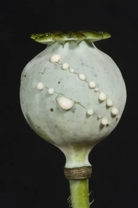 Framed Print : Sap or latex exuding from cuts in the seedpod of an opium poppy, Papaver somniferum Framed Print : Sap or latex exuding from cuts in the seedpod of an opium poppy, Papaver somniferum
