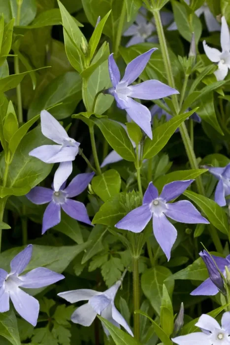 Framed Print : Sardinian Periwinkle (Vinca difformis ssp. sardoa) flowering, Sardinia, Italy, April Framed Print : Sardinian Periwinkle (Vinca difformis ssp. sardoa) flowering, Sardinia, Italy, April