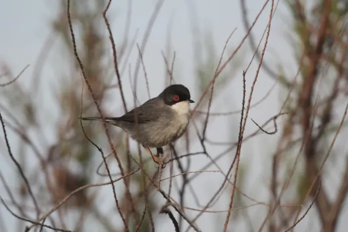 Framed Print : Sardinian Warbler (Sylvia melanocephala) adult male, perched in bush, Portugal, march Framed Print : Sardinian Warbler (Sylvia melanocephala) adult male, perched in bush, Portugal, march