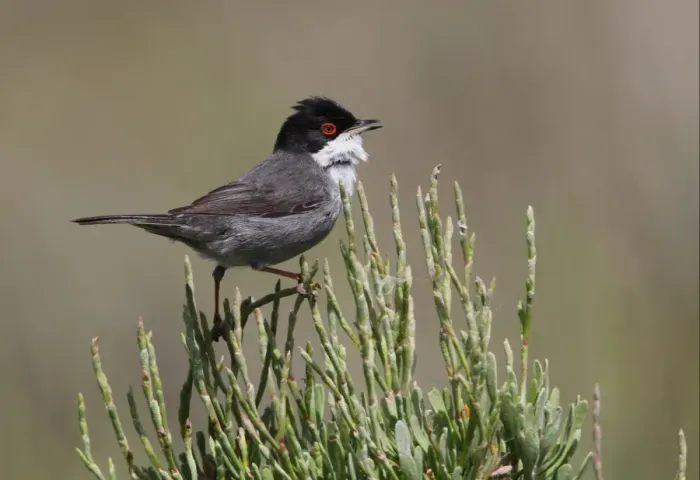 Framed Print : Sardinian Warbler (Sylvia melanocephala) adult male, singing, perched at top of bush, Ria Formosa N. P. Algarve, Portugal, april Framed Print : Sardinian Warbler (Sylvia melanocephala) adult male, singing, perched at top of bush, Ria Formosa N. P. Algarve, Portugal, april