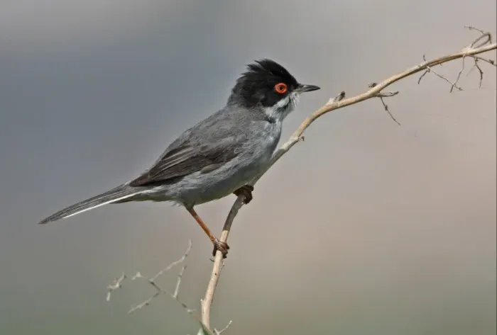 Framed Print : Sardinian Warbler (Sylvia melanocephala) adult male, perched on stem, Ria Formosa N. P. Algarve, Portugal, april Framed Print : Sardinian Warbler (Sylvia melanocephala) adult male, perched on stem, Ria Formosa N. P. Algarve, Portugal, april