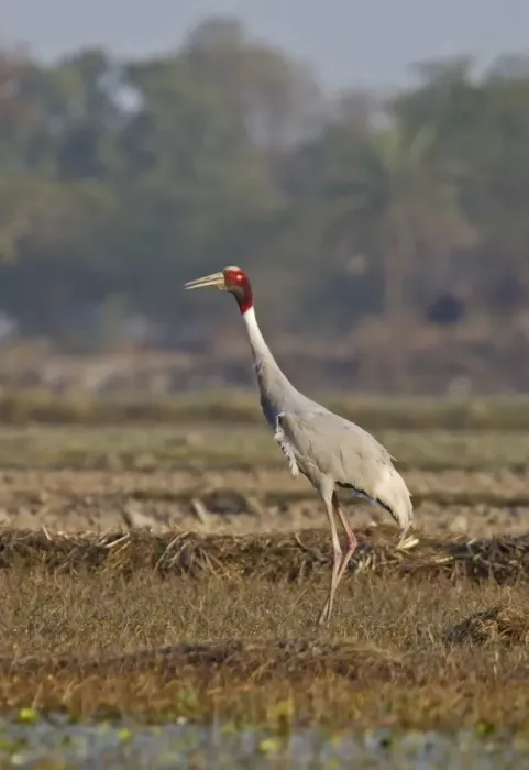 Framed Print : Sarus Crane (Grus antigone) adult, standing in field, Rajasthan, India, january Framed Print : Sarus Crane (Grus antigone) adult, standing in field, Rajasthan, India, january