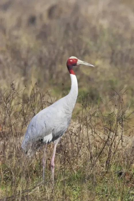 Framed Print : Sarus Crane (Grus antigone) adult, standing in marshland, Keoladeo Ghana N. P. (Bharatpur), Rajasthan, India Framed Print : Sarus Crane (Grus antigone) adult, standing in marshland, Keoladeo Ghana N. P. (Bharatpur), Rajasthan, India