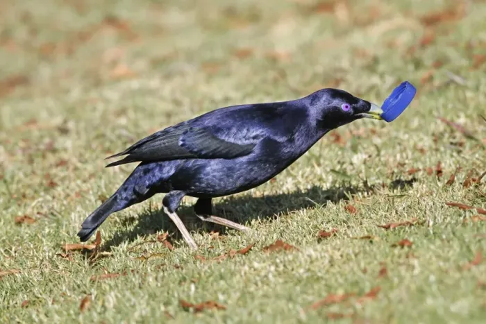 Framed Print : Satin Bowerbird (Ptilonorhynchus violaceus) adult male, collecting blue plastic object to decorate bower Framed Print : Satin Bowerbird (Ptilonorhynchus violaceus) adult male, collecting blue plastic object to decorate bower