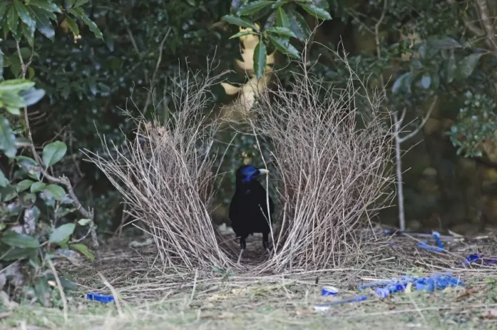 Framed Print : Satin Bowerbird (Ptilonorhynchus violaceus) adult male, building bower, Lamington N. P. Queensland, Australia Framed Print : Satin Bowerbird (Ptilonorhynchus violaceus) adult male, building bower, Lamington N. P. Queensland, Australia