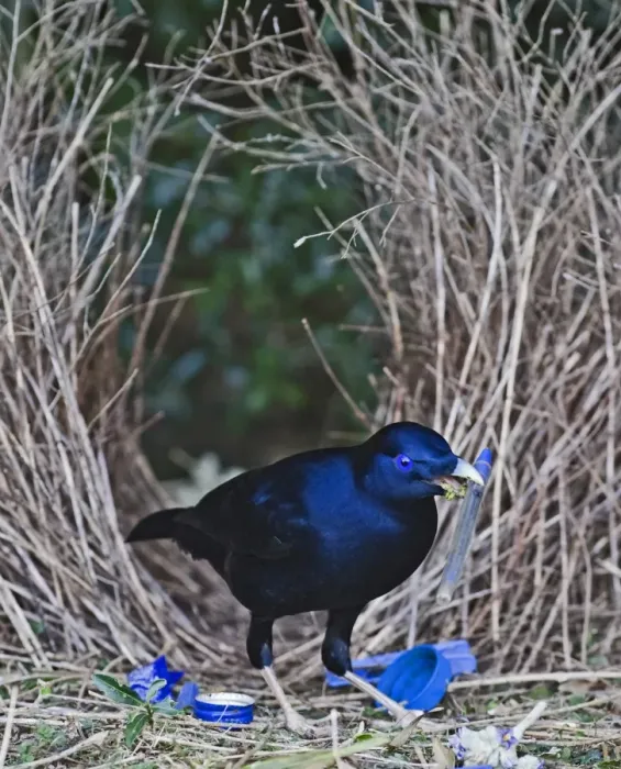 Framed Print : Satin Bowerbird (Ptilonorhynchus violaceus) adult male, decorating bower with blue pen, Lamington N. P. Queensland, Australia