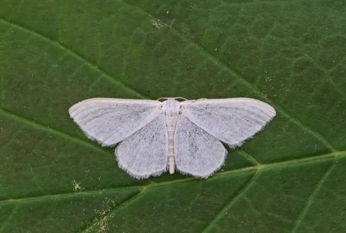 Framed Print : Satin Wave (Idaea subsericeata) adult, resting on leaf, Norfolk, England, June Framed Print : Satin Wave (Idaea subsericeata) adult, resting on leaf, Norfolk, England, June