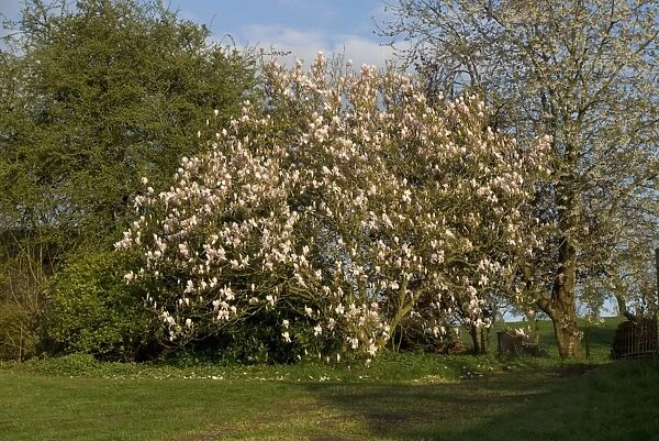 Saucer Magnolia, Magnolia x soulangeana, established flowering tree in evening spring sunlight