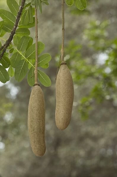 Sausage Tree (Kigelia africana) close-up of fruit, Kruger N. P. Great Limpopo Transfrontier Park, South Africa, November