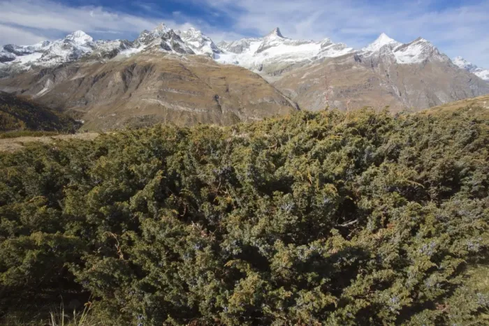 Framed Print : Savin Juniper (Juniperus sabina) habit, in fruit, growing in mountain habitat (at 2400m), Swiss Alps, Switzerland Framed Print : Savin Juniper (Juniperus sabina) habit, in fruit, growing in mountain habitat (at 2400m), Swiss Alps, Switzerland