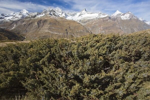 Savin Juniper (Juniperus sabina) habit, in fruit, growing in mountain habitat (at 2400m), Swiss Alps, Switzerland
