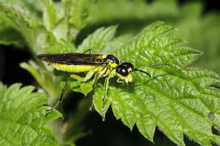 Framed Print : Sawfly (Rhogogaster picta) adult, resting on Stinging Nettle (Urtica dioica) leaf, Priory Water Nature Reserve Framed Print : Sawfly (Rhogogaster picta) adult, resting on Stinging Nettle (Urtica dioica) leaf, Priory Water Nature Reserve