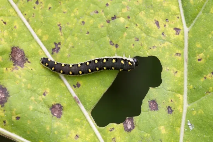 Framed Print : Sawfly (Tenthredo mandibularis) larva, feeding on burdock leaf, River Whiteadder, Berwickshire, Scottish Borders Framed Print : Sawfly (Tenthredo mandibularis) larva, feeding on burdock leaf, River Whiteadder, Berwickshire, Scottish Borders
