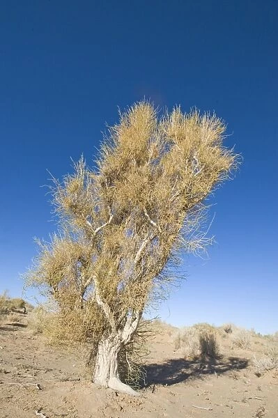 Saxaul (Haloxylon sp. ) habit, growing in desert, Khongoryn Els Sand Dunes, Southern Gobi Desert, Mongolia, october