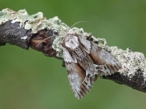 The Saxon (Hyppa rectilinea) adult, resting on lichen covered twig, Cannobina Valley, Italian Alps, Piedmont, Italy