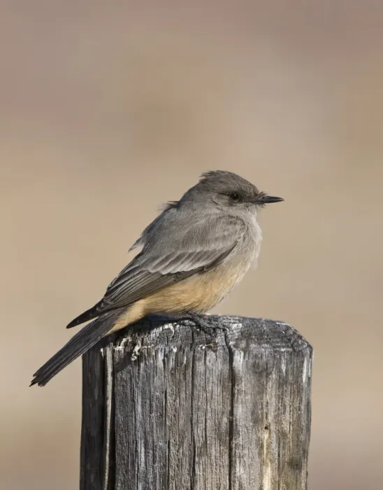 Framed Print : Say's Phoebe (Sayornis saya) adult, perched on post, Bosque del Apache National Wildlife Refuge, New Mexico, U. S. A. january Framed Print : Say's Phoebe (Sayornis saya) adult, perched on post, Bosque del Apache National Wildlife Refuge, New Mexico, U. S. A. january
