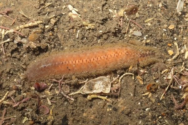 Scale Worm (Lagisca extenuata) adult, Kimmeridge Bay, Dorset, England, January