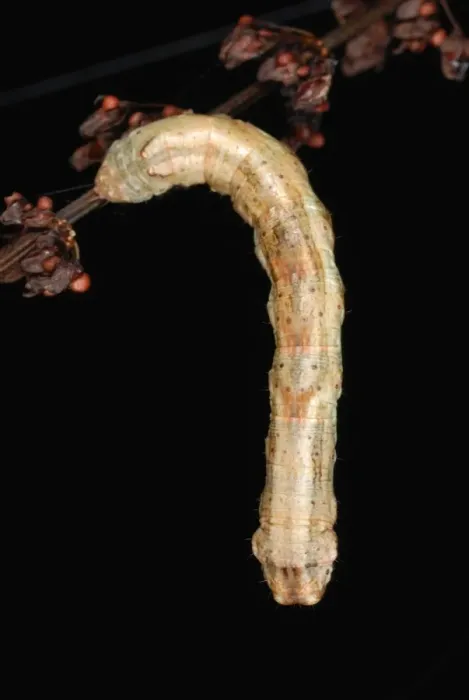 Framed Print : Scalloped Hazel Moth (Odontopera bidentata) caterpillar, hanging from stem in ancient woodland Framed Print : Scalloped Hazel Moth (Odontopera bidentata) caterpillar, hanging from stem in ancient woodland