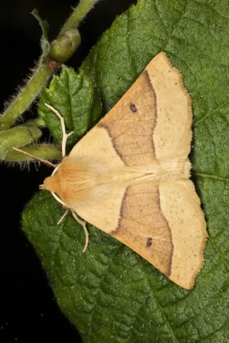 Framed Print : Scalloped Oak (Crocallis elinguaria) adult, resting on leaf, Powys, Wales, july Framed Print : Scalloped Oak (Crocallis elinguaria) adult, resting on leaf, Powys, Wales, july