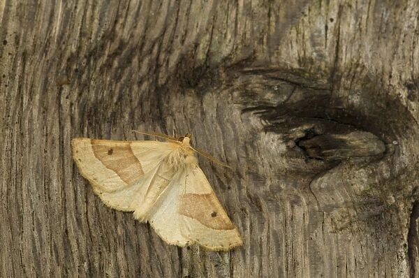Scalloped Oak (Crocallis elinguaria) adult, resting on bark, Sheffield, South Yorkshire, England, July