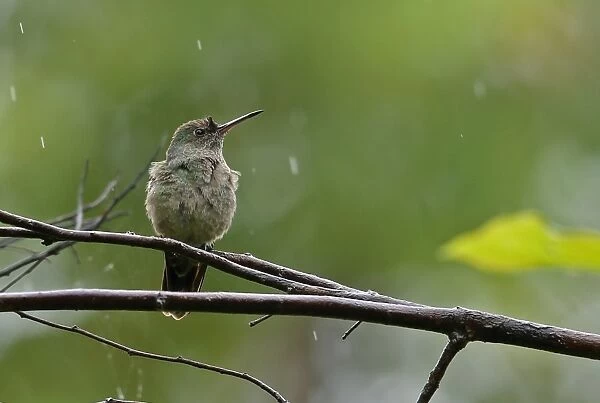Scaly-breasted Hummingbird (Phaeochroa cuvierii furvescens) adult, perched on twig during rainfall, near Santa Clara