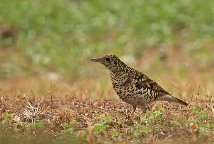 Framed Print : Scaly Thrush (Zoothera dauma aurea) adult, standing on ground, Beidaihe, Hebei, China, may Framed Print : Scaly Thrush (Zoothera dauma aurea) adult, standing on ground, Beidaihe, Hebei, China, may