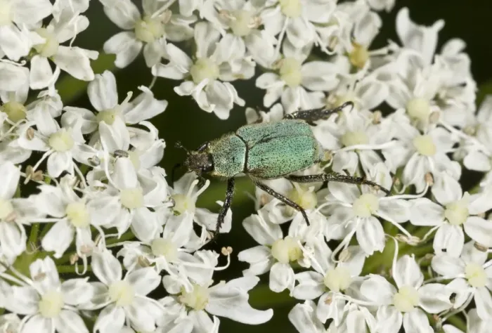 Framed Print : Scarab Beetle (Hoplia argentea) adult, feeding on umbellifer flowers, Pontic Mountains, Anatolia, Turkey, July Framed Print : Scarab Beetle (Hoplia argentea) adult, feeding on umbellifer flowers, Pontic Mountains, Anatolia, Turkey, July