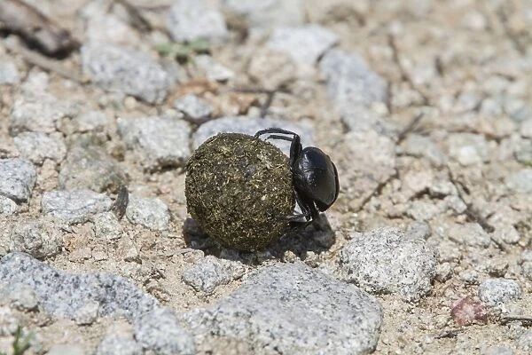 Scarab Beetle rolling dung ball