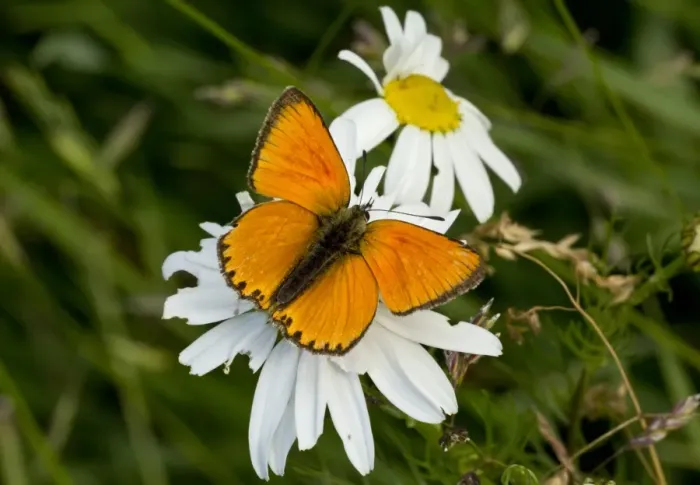 Framed Print : Scarce Copper (Lycaena virgaureae) adult male, resting on flower, at 1900m, Maritime Alps, France, August Framed Print : Scarce Copper (Lycaena virgaureae) adult male, resting on flower, at 1900m, Maritime Alps, France, August