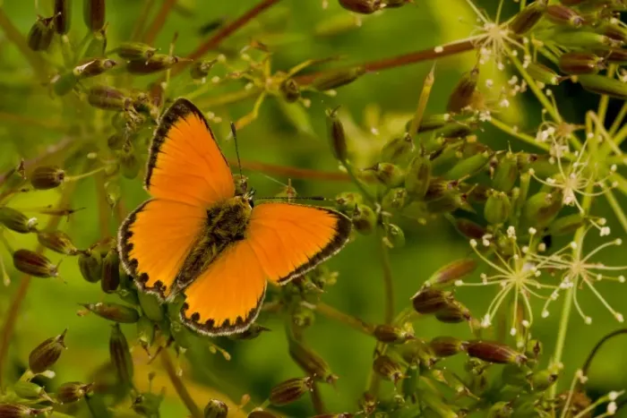 Framed Print : Scarce Copper (Lycaena virgaureae) adult male, resting with wings half open, Italian Alps, Italy, July Framed Print : Scarce Copper (Lycaena virgaureae) adult male, resting with wings half open, Italian Alps, Italy, July