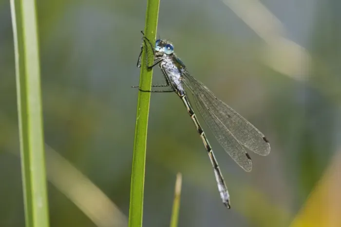 Framed Print : Scarce Emerald Damselfly (Lestes dryas) adult male, clinging to reed leaf, Hadleigh Country Park, Essex, England, July Framed Print : Scarce Emerald Damselfly (Lestes dryas) adult male, clinging to reed leaf, Hadleigh Country Park, Essex, England, July