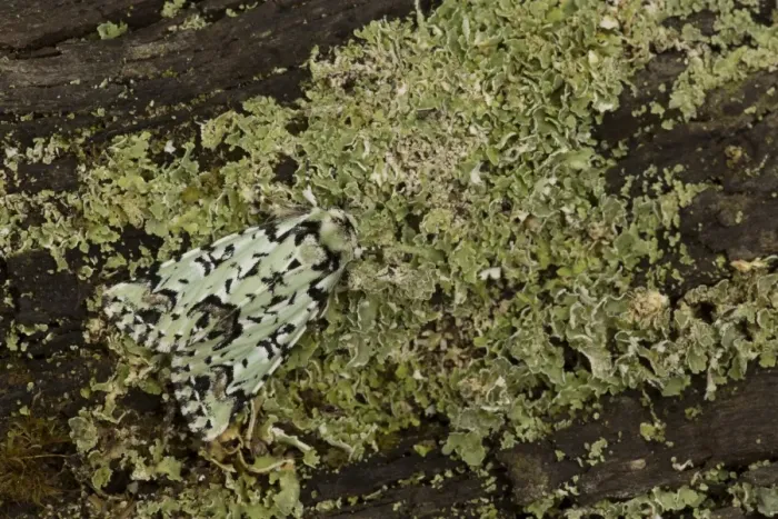 Framed Print : Scarce Merveille du Jour (Moma alpium) adult, resting on lichen, England, May