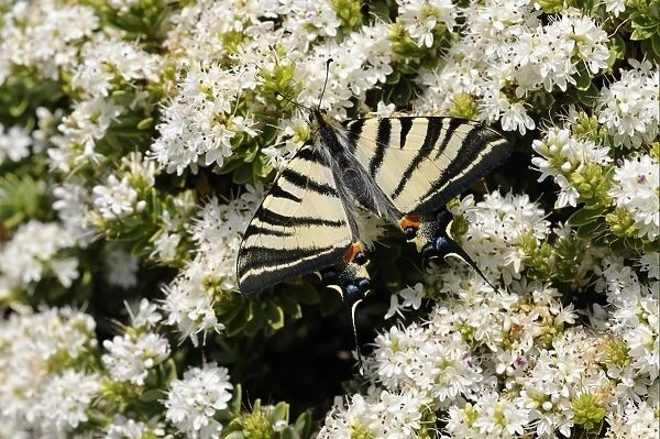 Scarce Swallowtail (Iphiclides podalirius) adult, resting on flowers