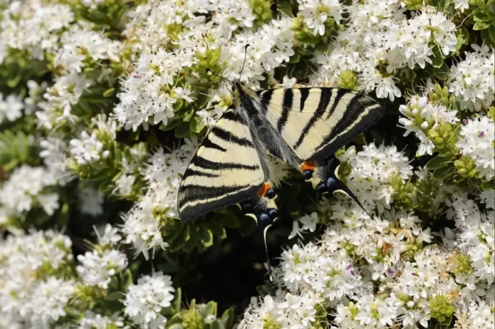 Framed Print : Scarce Swallowtail (Iphiclides podalirius) adult, resting on flowers Framed Print : Scarce Swallowtail (Iphiclides podalirius) adult, resting on flowers