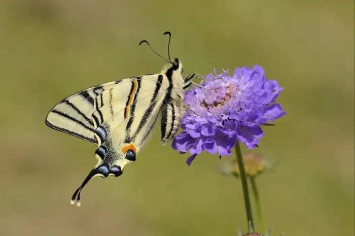 Framed Print : Scarce Swallowtail (Iphiclides podalirius) adult, underside, resting on scabious flower Framed Print : Scarce Swallowtail (Iphiclides podalirius) adult, underside, resting on scabious flower