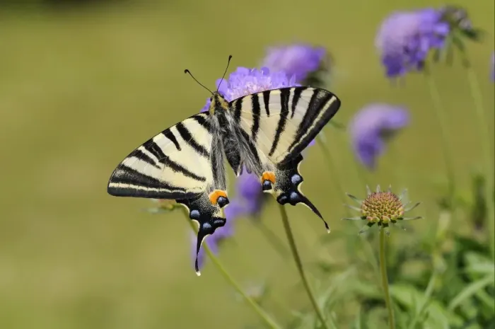 Framed Print : Scarce Swallowtail (Iphiclides podalirius) adult, resting on scabious flower Framed Print : Scarce Swallowtail (Iphiclides podalirius) adult, resting on scabious flower