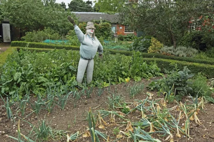 Framed Print : Scarecrow in garden vegetable plot, Gressenhall, Norfolk, England, july