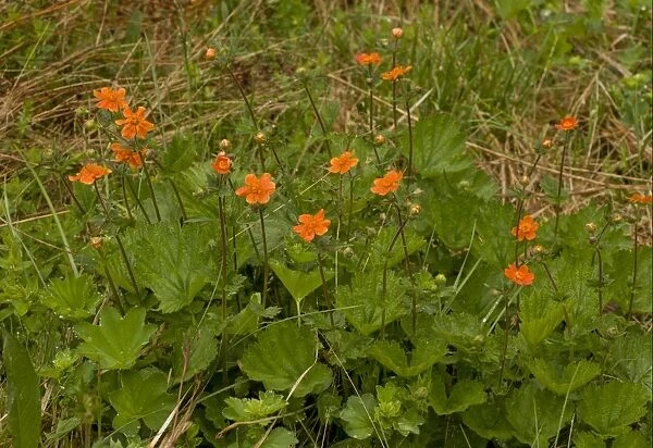 Scarlet Avens (Geum coccineum) flowering, Pirin Mountains, Bulgaria, may