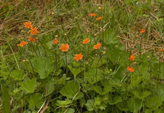 Framed Print : Scarlet Avens (Geum coccineum) flowering, Pirin Mountains, Bulgaria, may Framed Print : Scarlet Avens (Geum coccineum) flowering, Pirin Mountains, Bulgaria, may