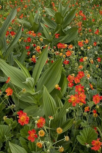 Scarlet Avens (Geum coccineum) flowering mass, growing in field with White False Helleborine (Veratrum album)