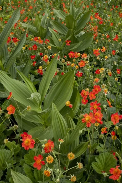 Framed Print : Scarlet Avens (Geum coccineum) flowering mass, growing in field with White False Helleborine (Veratrum album) Framed Print : Scarlet Avens (Geum coccineum) flowering mass, growing in field with White False Helleborine (Veratrum album)