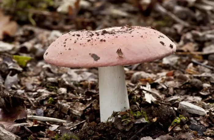 Framed Print : Scarlet Brittle-gill (Russula pseudointegra) fruiting body, growing in oak woodland, Wiltshire, England, september