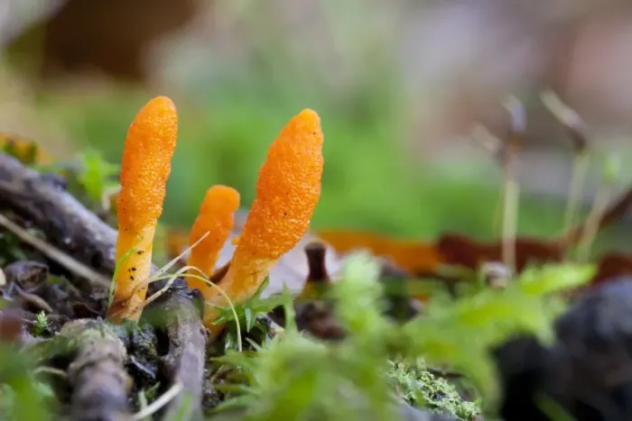 Framed Print : Scarlet Caterpillar Fungus (Cordyceps militaris) fruiting bodies, growing in woodland, Powys, Wales, November